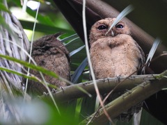 Otus lempiji