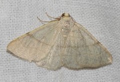 Adactylotis gesticularia