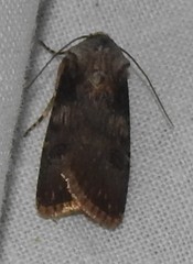 Agrotis puta
