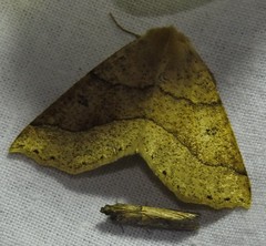 Crocallis dardoinaria