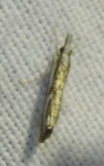 Catoptria staudingeri