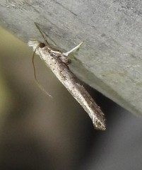 Paradoxus osyridellus