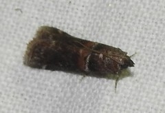Acrobasis bithynella
