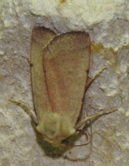 Xestia kermesina