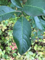 Euonymus hamiltonianus