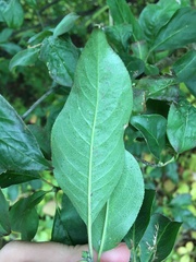 Euonymus hamiltonianus