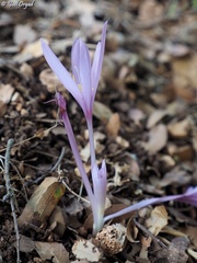 Colchicum hierosolymitanum