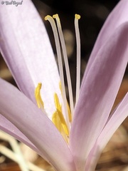Colchicum hierosolymitanum