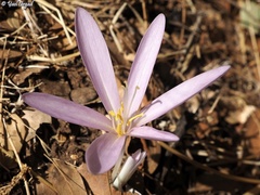 Colchicum hierosolymitanum
