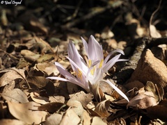 Colchicum hierosolymitanum