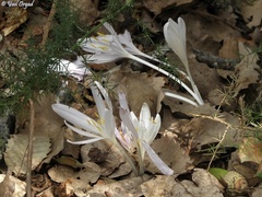 Colchicum troodi