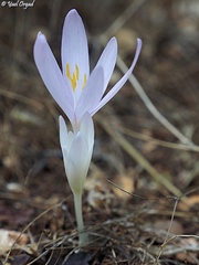 Colchicum troodi