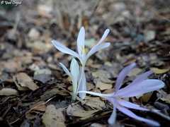 Colchicum troodi