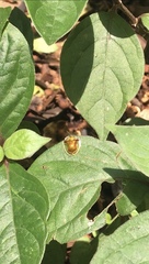 Aspidimorpha furcata