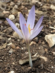 Crocus pallasii