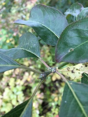Euonymus hamiltonianus
