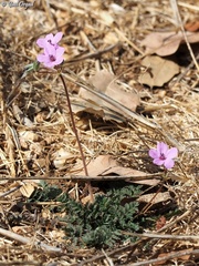Erodium acaule
