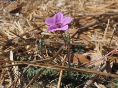 Erodium acaule