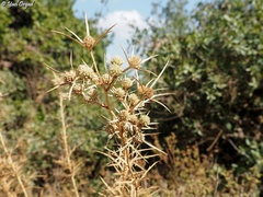 Eryngium glomeratum