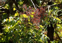 Pistacia terebinthus palaestina