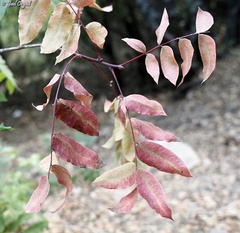 Pistacia terebinthus palaestina