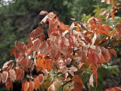 Pistacia terebinthus palaestina
