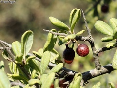 Rhamnus punctata