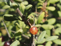 Rhamnus punctata