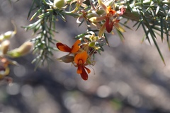 Jacksonia furcellata