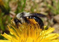 Andrena danuvia