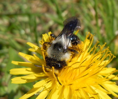 Andrena danuvia