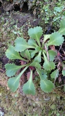 Saxifraga spathularis