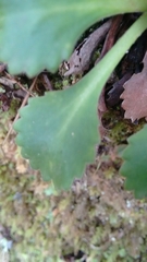 Saxifraga spathularis