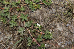 Geranium smithianum