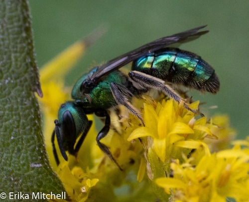 Pure Green Sweat bee, photo 8 of 9