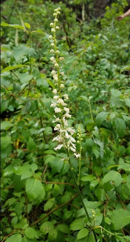 Arizona bugbane (Actaea arizonica)