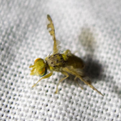 Chaetorellia succinea