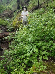 Actaea arizonica