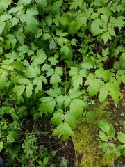 Actaea arizonica