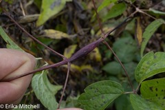 Neolasioptera clematidis