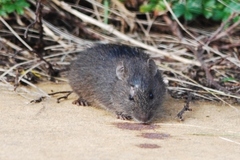Rattus lutreola