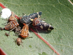 Eurymeloides punctata