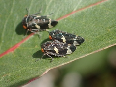 Eurymeloides punctata