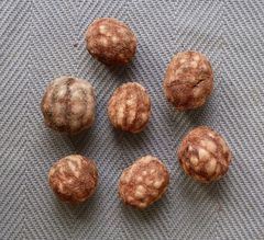 Sacoglottis gabonensis