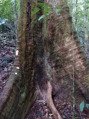 Sacoglottis gabonensis