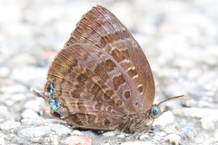 Arhopala centaurus nakula