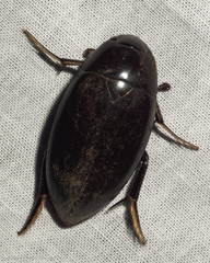 Hydrophilus