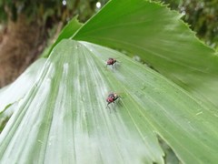 Hydrotaea chalcogaster