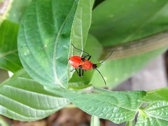 Dysdercus decussatus