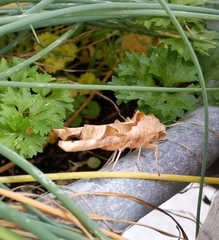 Phlogophora meticulosa